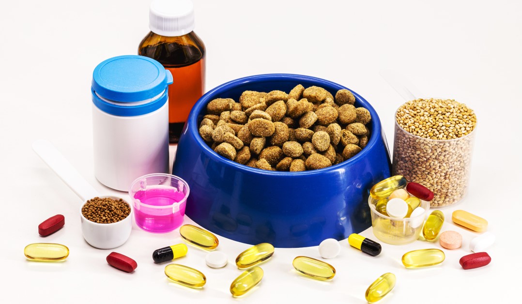 Keys Facts About Dog Vitamins and Supplements